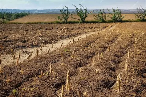 Champ asséché avec des plantes flétries et sèches sur un sol craquelé sous un ciel clair